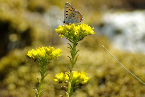 Réf. 211 018 : Lycaena alciphron